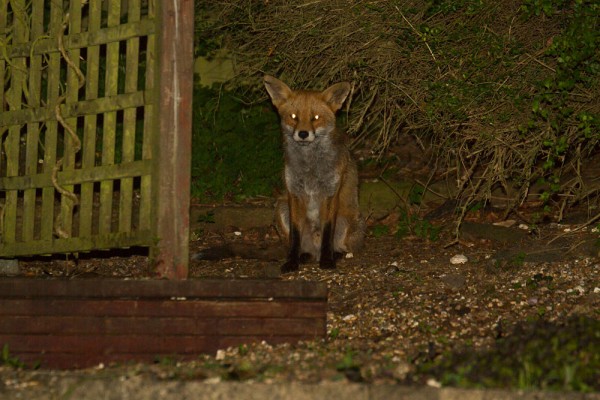 fox
