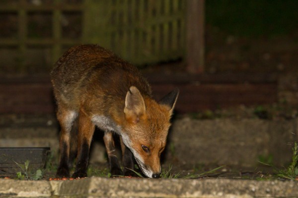 fox
