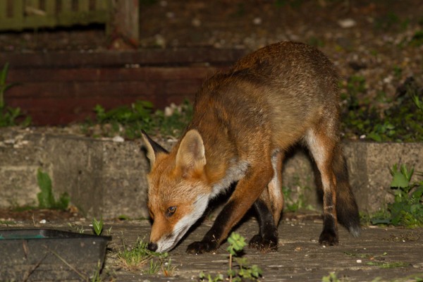 fox