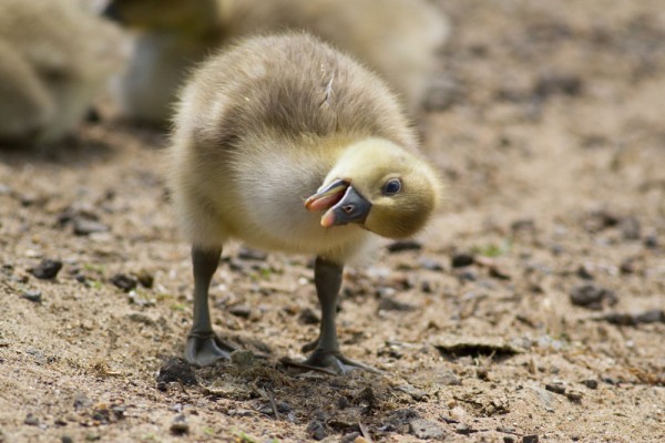 gosling