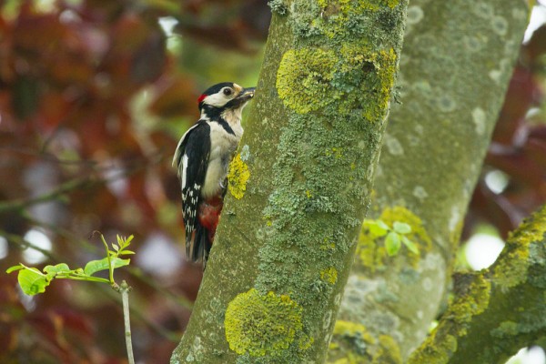 Great spotted woodpecker