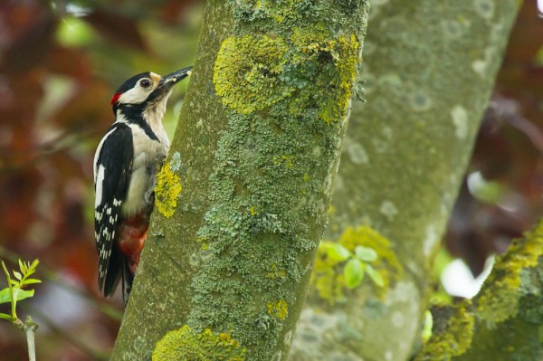 Great spotted woodpecker