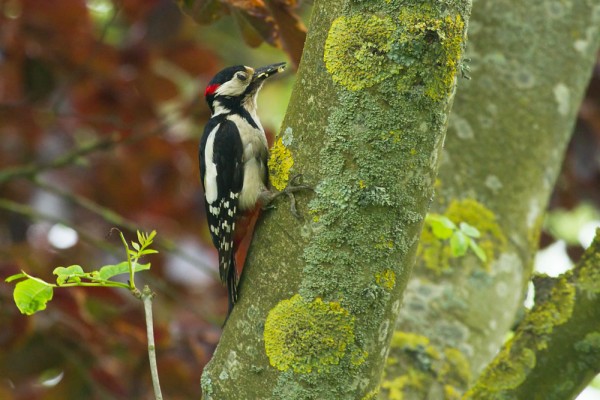 Great spotted woodpecker