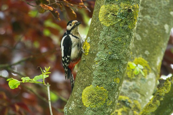 Great spotted woodpecker