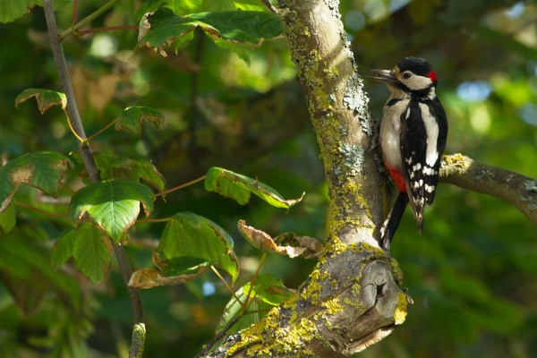 Great spotted woodpecker 