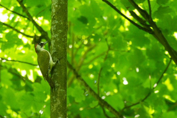 Green woodpecker