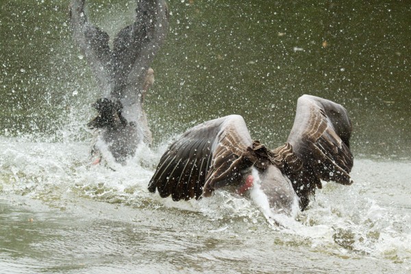 greylag geese