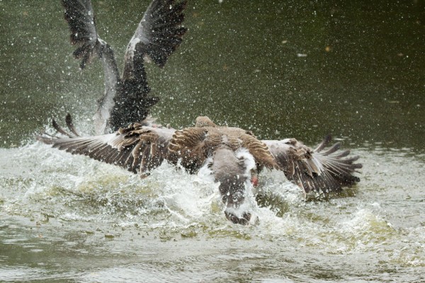greylag geese
