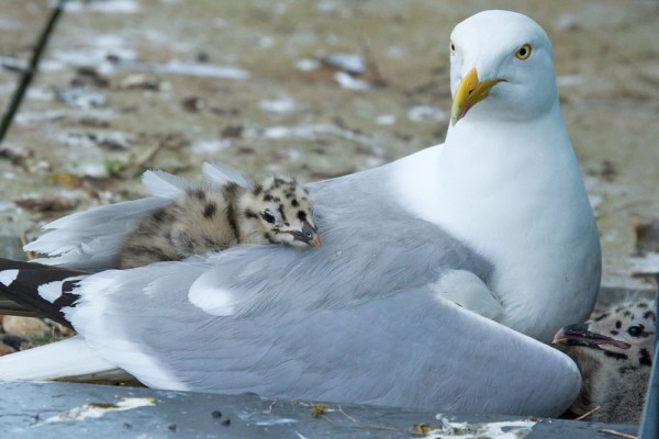 Herring gulls and chicks