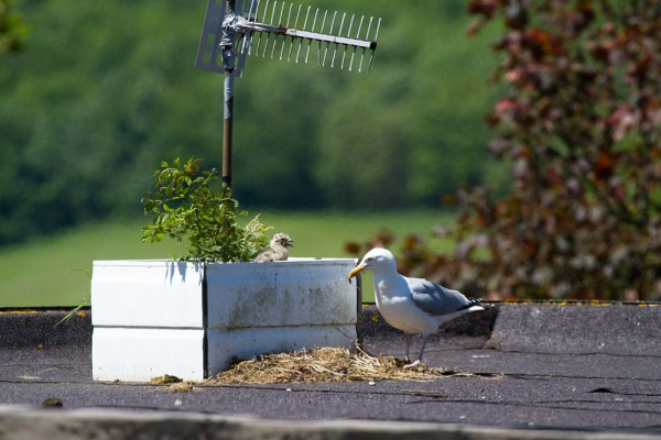 Herring gulls and chicks