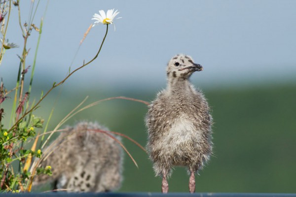 Herring gull chick