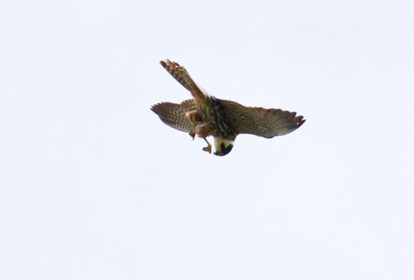 Hobby,