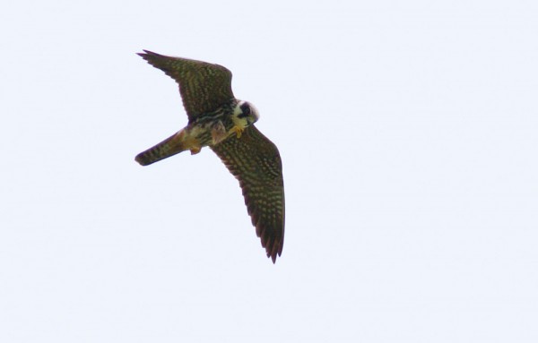 Hobby,