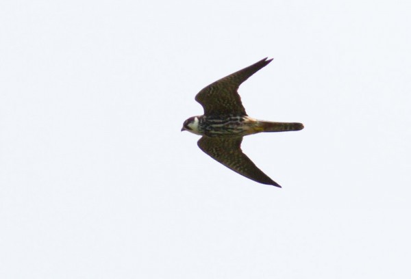 Hobby,