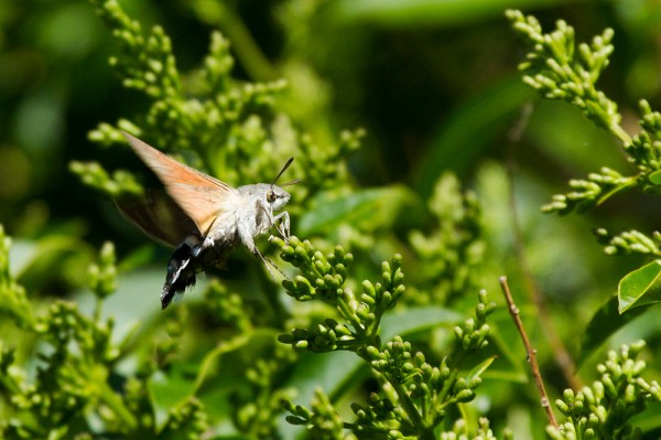 Hummingbird hawk moth