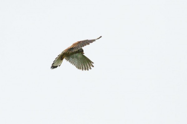 Kestrel