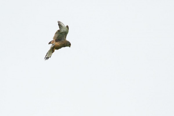 Kestrel