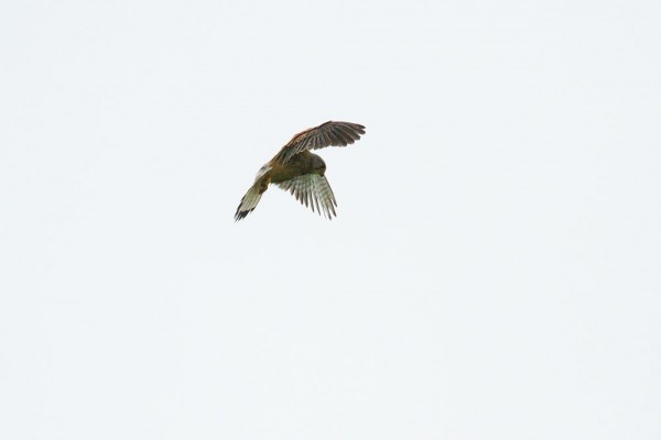 Kestrel