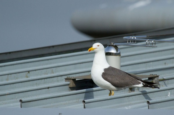 Lesser black-backed gull