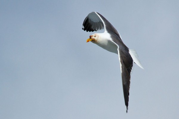 Lesser black-backed gull