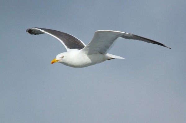 Lesser black-backed gull