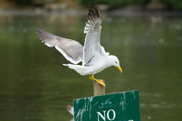 Lesser black-backed gull