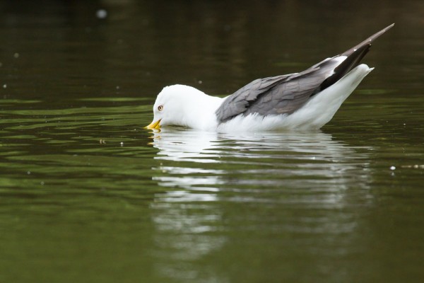 Lesser black-backed gull