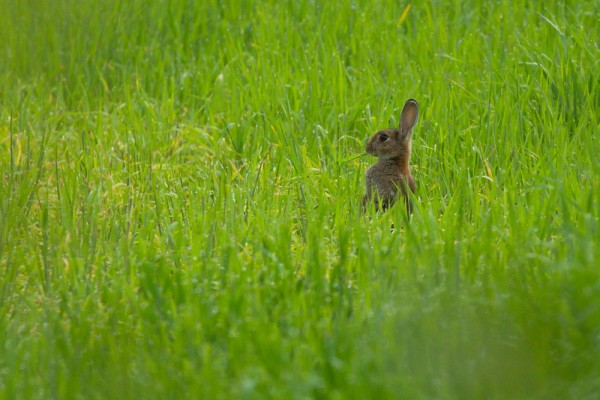 Rabbit in field