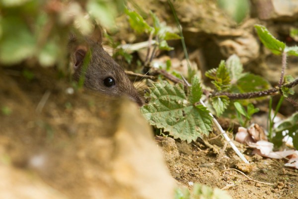 rat