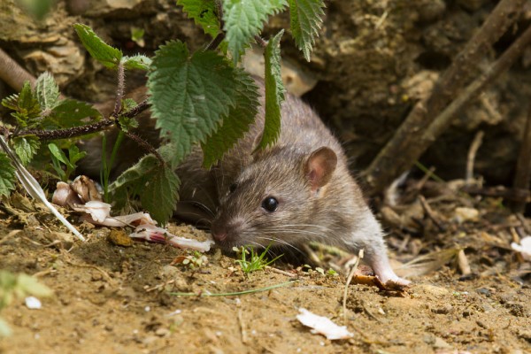 rat