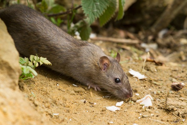 rat