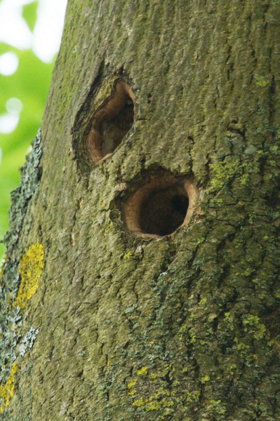 Woodpecker holes