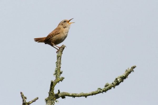 wren