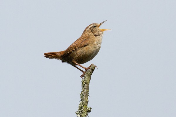 wren