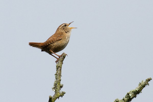 wren