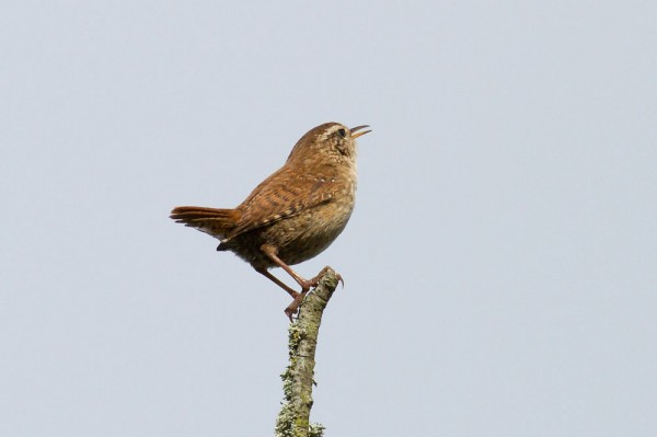 wren
