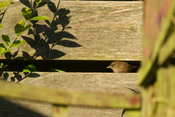 Fledgling wren