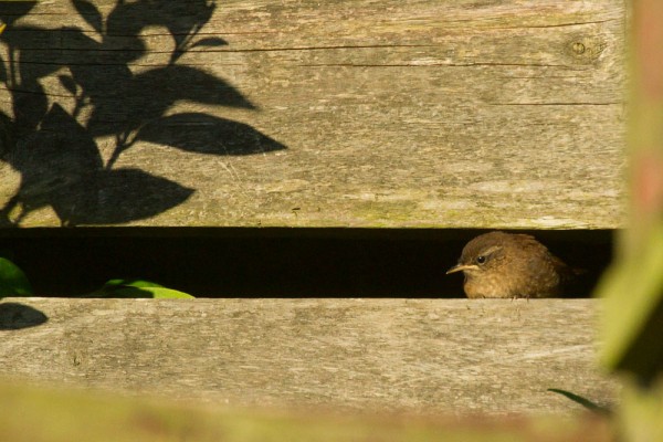 Fledgling wren