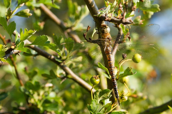 Migrant Hawker dragonfly 