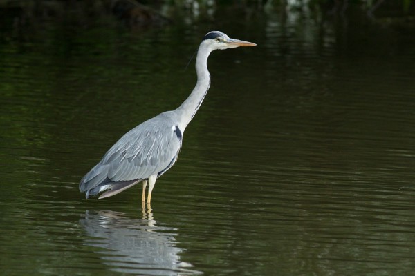 heron