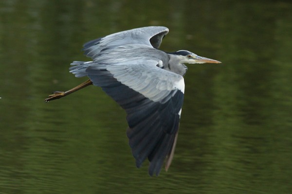 heron