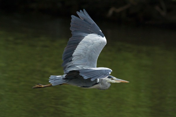 heron