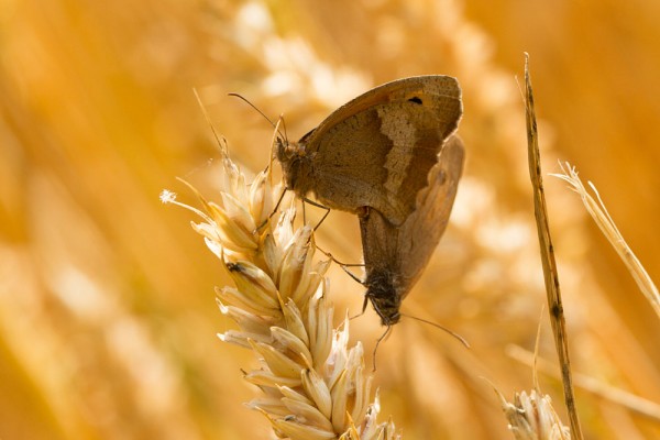 meadow brown butterflies mating