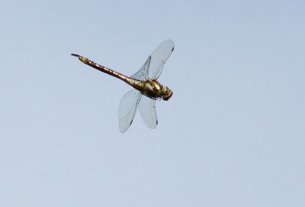 Migrant hawker dragonfly