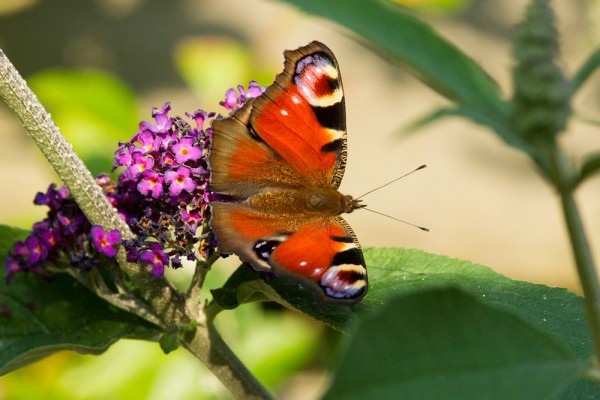 Peacock butterfly on buddleia