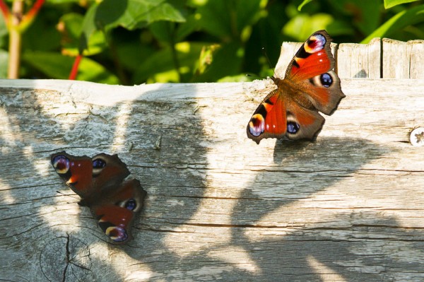 Pair of peacock butterflies on the fence