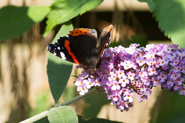 Red Admiral
