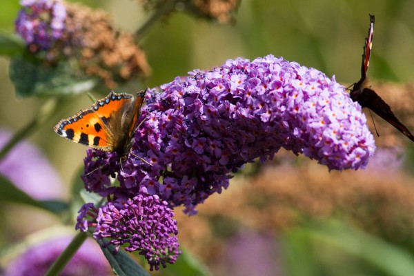 Small tortoiseshell and peacock butterfly