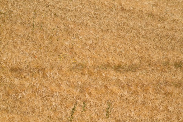 wheat field