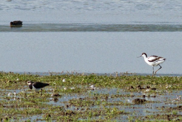 Avocet